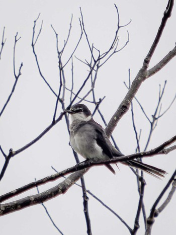 2023年6月8日(木) 稲佐山の野鳥観察記録