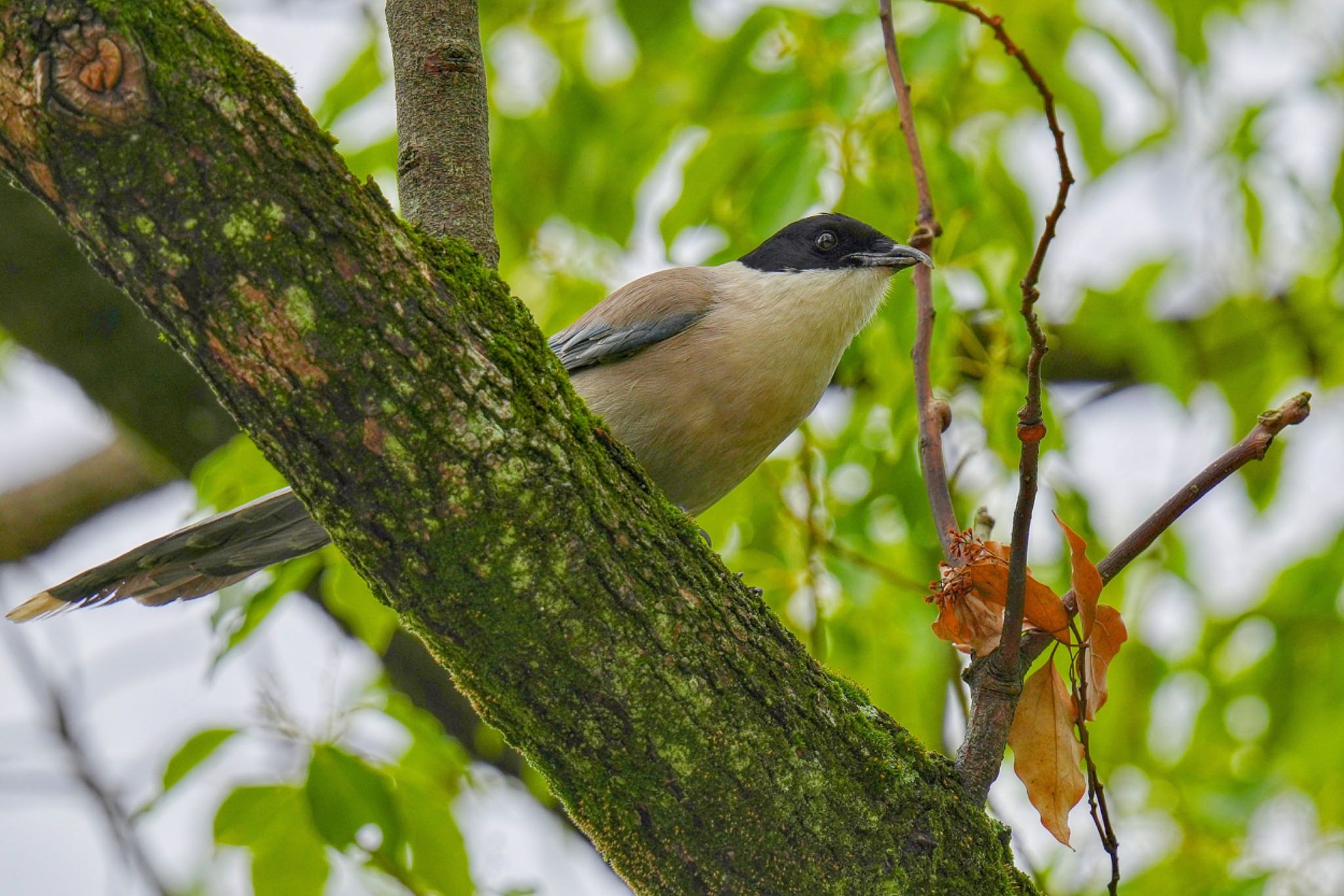 Azure-winged Magpie