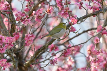 Warbling White-eye 泉南市 Sat, 2/11/2023