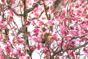 Warbling White-eye 泉南市 Sat, 2/11/2023