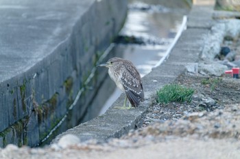 Black-crowned Night Heron 阪南市 Sun, 2/12/2023