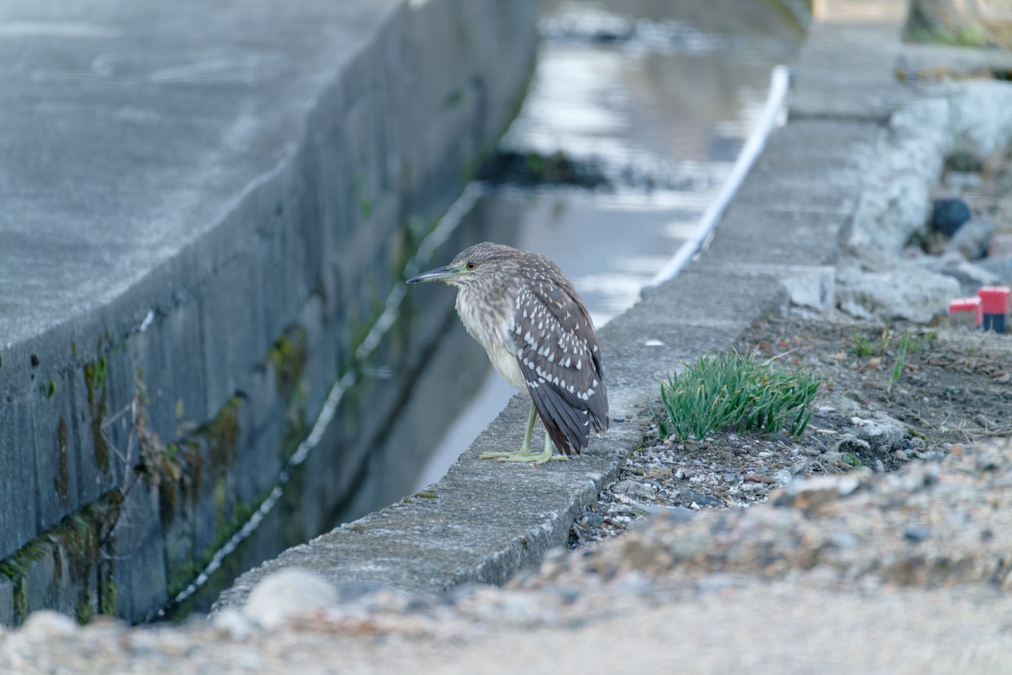 Photo of Black-crowned Night Heron at 阪南市 by 杏仁豆腐