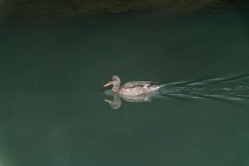 Gadwall 泉南市 Sat, 2/18/2023