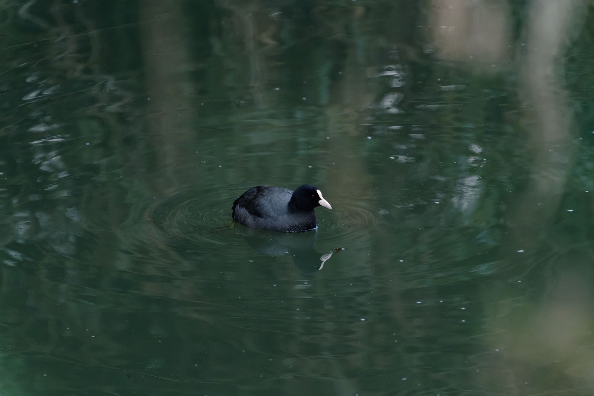 Photo of Eurasian Coot at 泉南市 by 杏仁豆腐