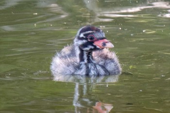 Little Grebe 京都府 Sun, 6/4/2023