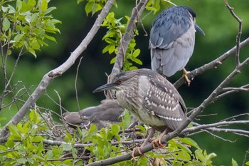 Black-crowned Night Heron Shakujii Park Sun, 5/14/2023