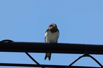 Barn Swallow 東大阪市池島 Sun, 6/4/2023