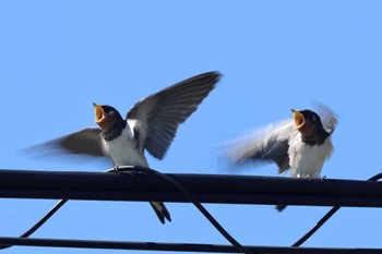 Barn Swallow 東大阪市池島 Sun, 6/4/2023