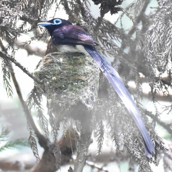 サンコウチョウ 八王子 2018年7月14日(土)