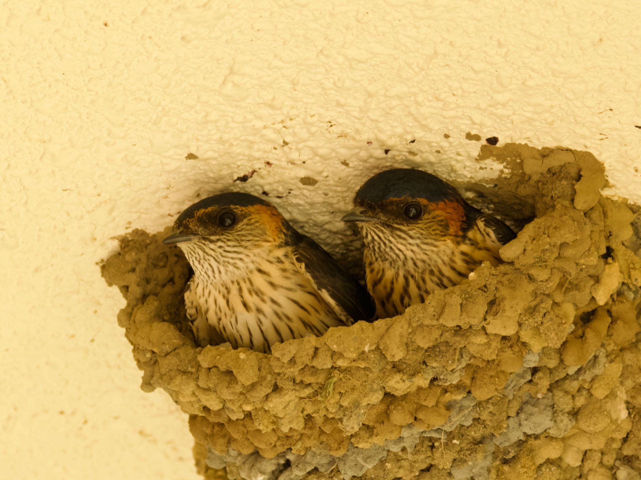 Red-rumped Swallow