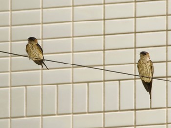 Red-rumped Swallow 桜川市 Thu, 6/8/2023