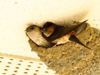 Red-rumped Swallow 桜川市 Thu, 6/8/2023