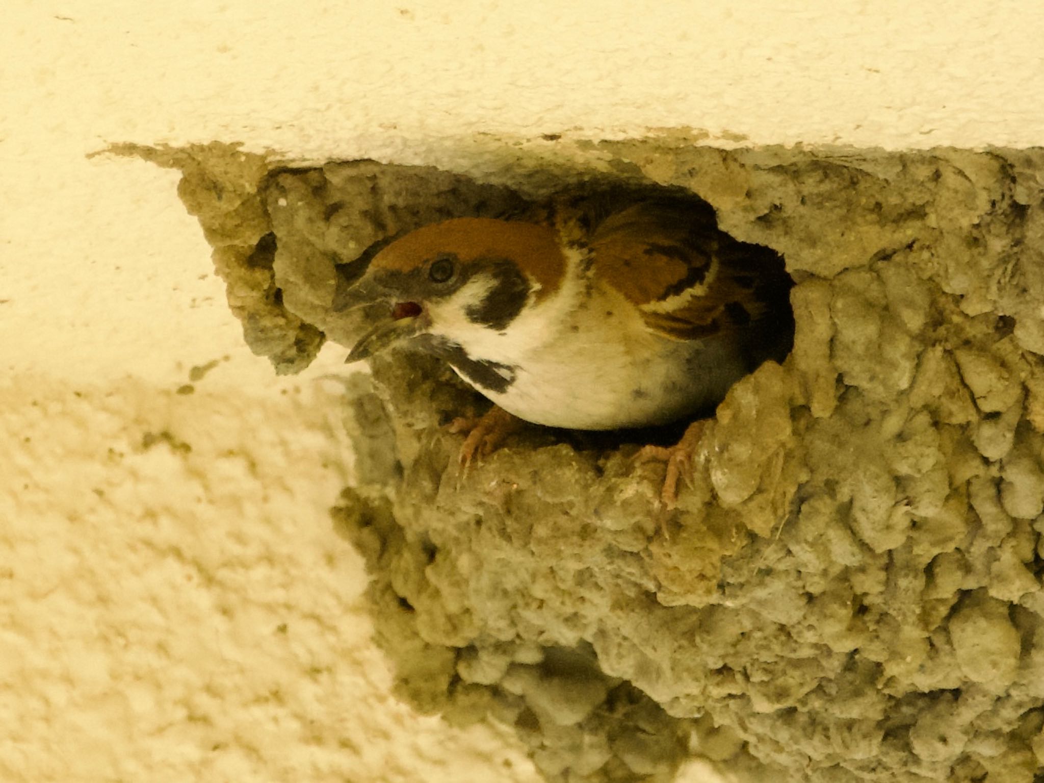 Eurasian Tree Sparrow