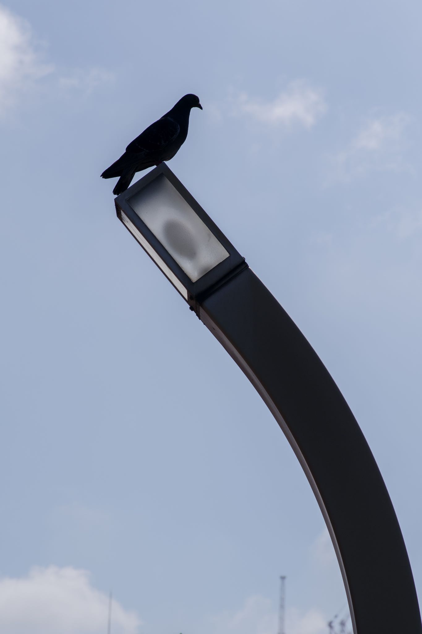 Photo of Rock Dove at 都内市街地 by Marco Birds