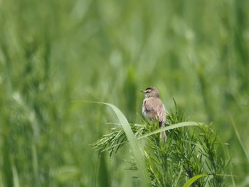 Black-browed Reed Warbler Watarase Yusuichi (Wetland) Wed, 6/7/2023