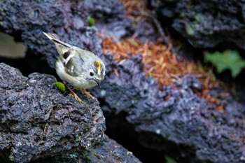 キクイタダキ 山梨県 2023年6月8日(木)