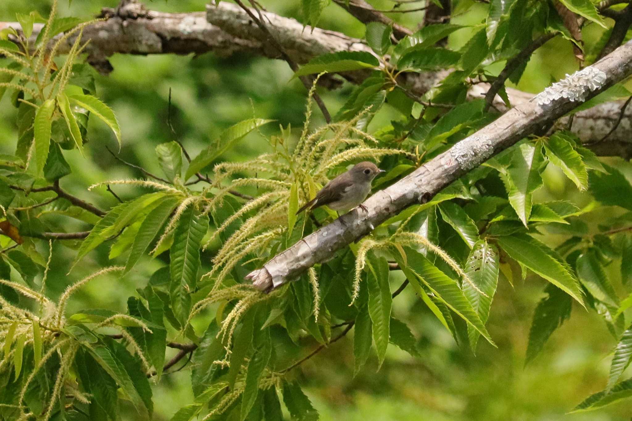 Asian Brown Flycatcher