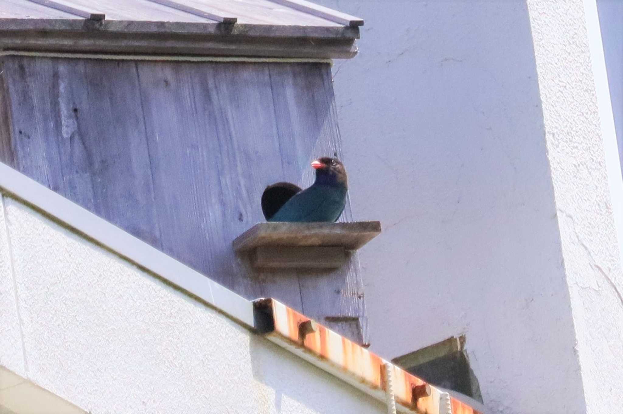 Oriental Dollarbird