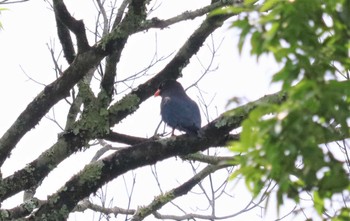 Wed, 6/7/2023 Birding report at 天龍村