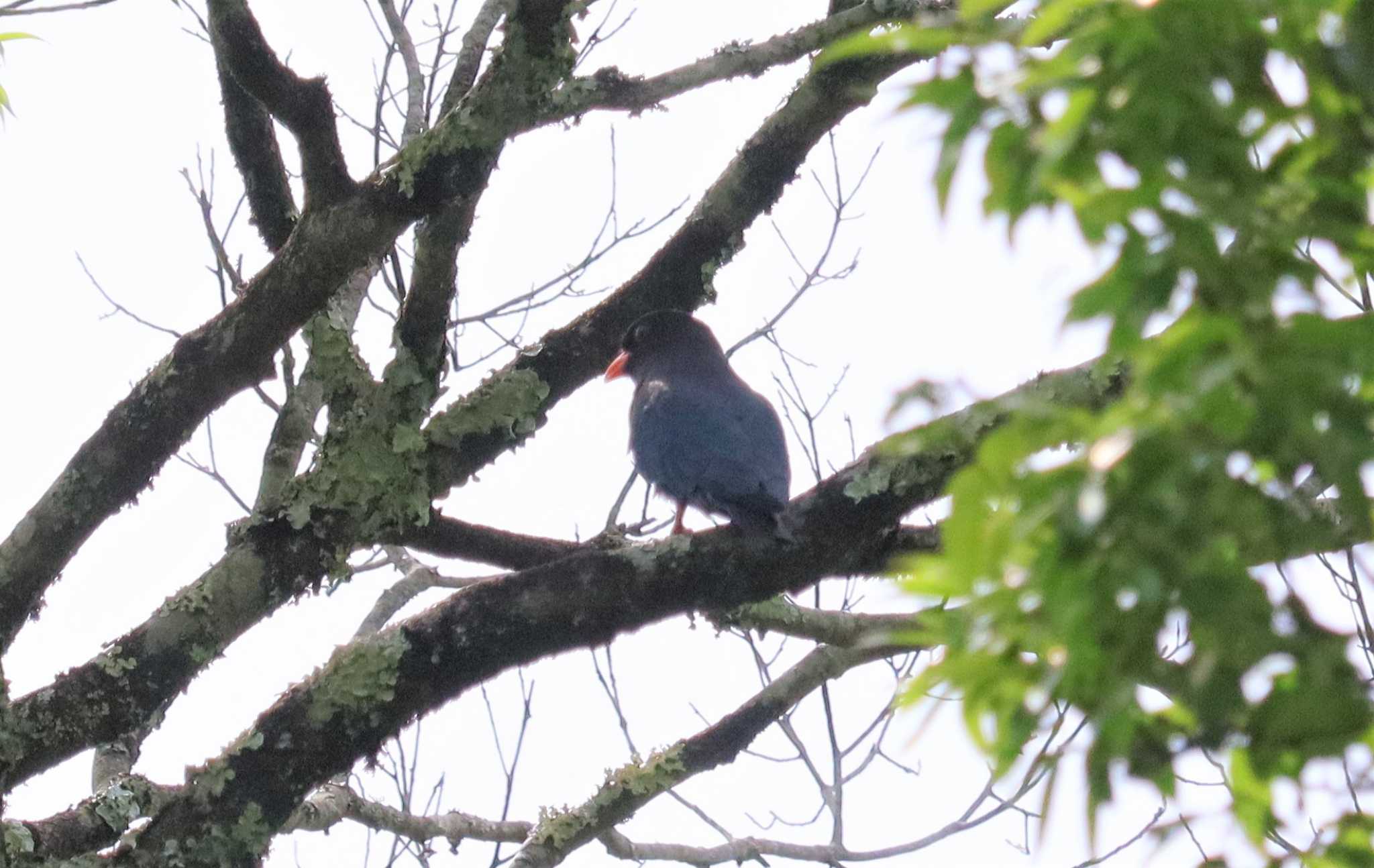 Oriental Dollarbird