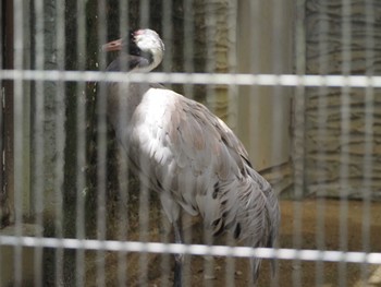 Common Crane 東山動植物園 Wed, 6/7/2023