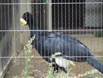 オオホウカンチョウ 東山動植物園 2023年6月7日(水)