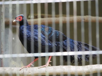 Edwards's Pheasant