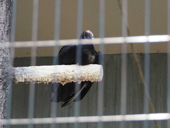 Black Vulture 東山動植物園 Wed, 6/7/2023