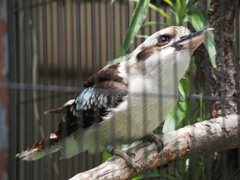 ワライカワセミ 東山動植物園 2023年6月7日(水)