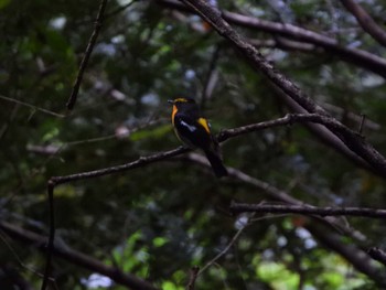 2023年5月20日(土) 春日山原始林の野鳥観察記録