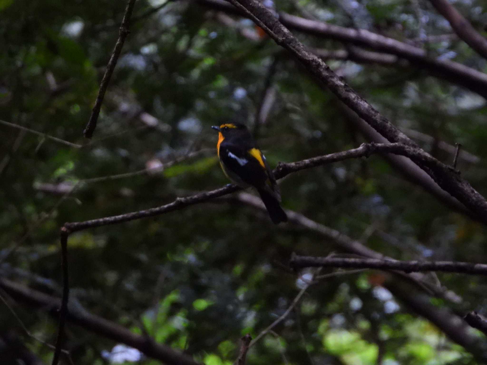 Narcissus Flycatcher