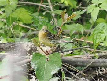 Mon, 6/5/2023 Birding report at JGSDF Kita-Fuji Exercise Area