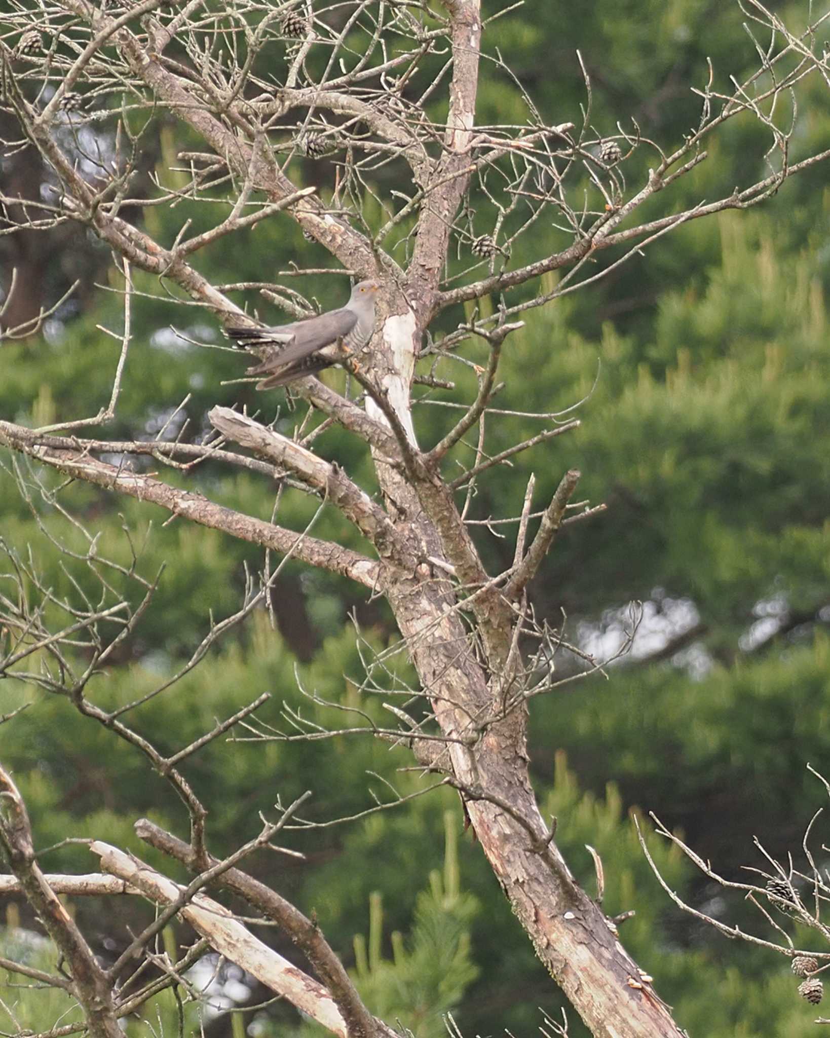 Common Cuckoo