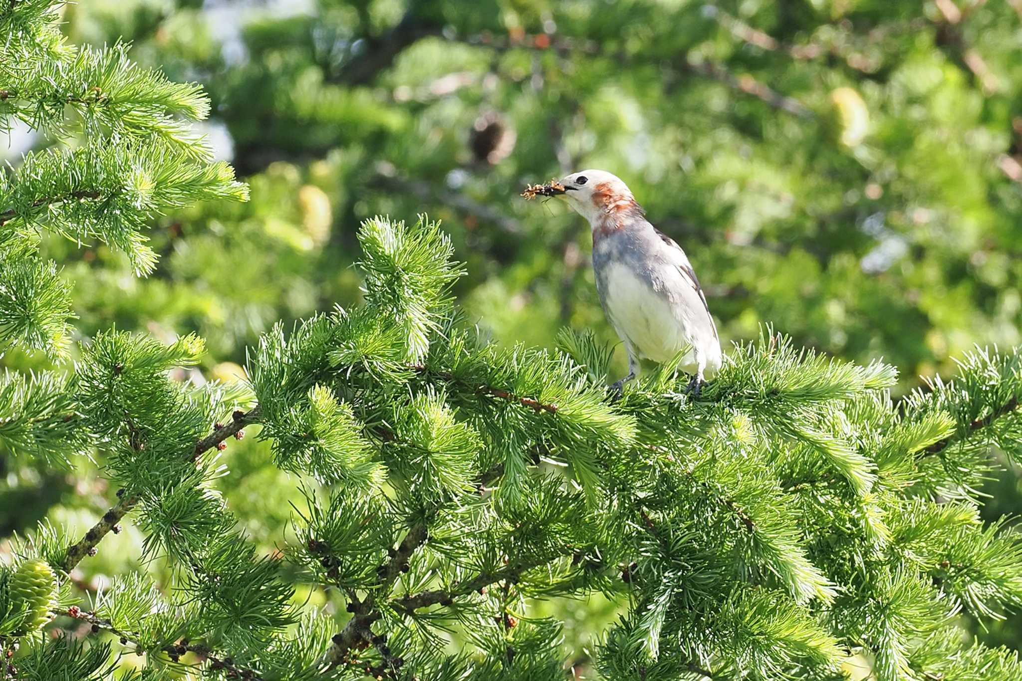 Chestnut-cheeked Starling