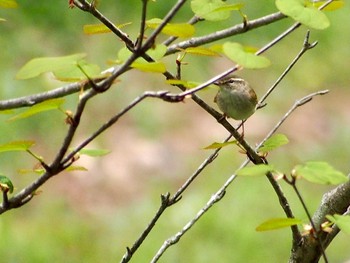 Sakhalin Leaf Warbler 奥日光 Mon, 6/5/2023