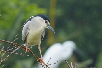 Black-crowned Night Heron 越谷サギコロニー Sat, 5/20/2023