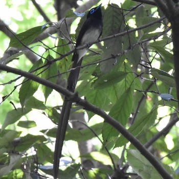 サンコウチョウ 八王子 2018年7月14日(土)