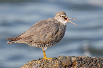 Wandering Tattler 日の出三番瀬沿い緑道 Sat, 5/27/2023