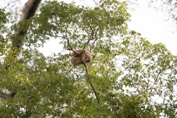 Ural Owl 野木神社(栃木県) Mon, 6/5/2023