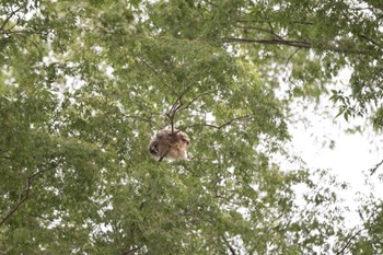 Ural Owl 野木神社(栃木県) Mon, 6/5/2023