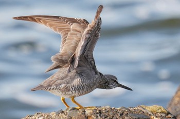 Wandering Tattler 日の出三番瀬沿い緑道 Sat, 5/27/2023