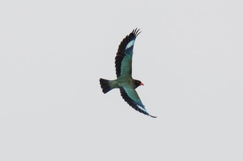 Oriental Dollarbird Unknown Spots Wed, 6/7/2023