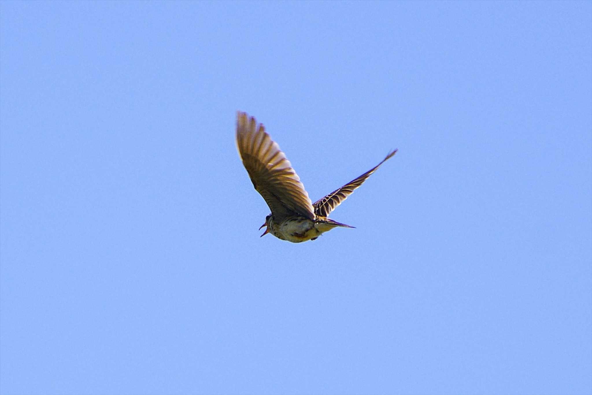 Photo of Eurasian Skylark at 平塚田んぼ by BW11558