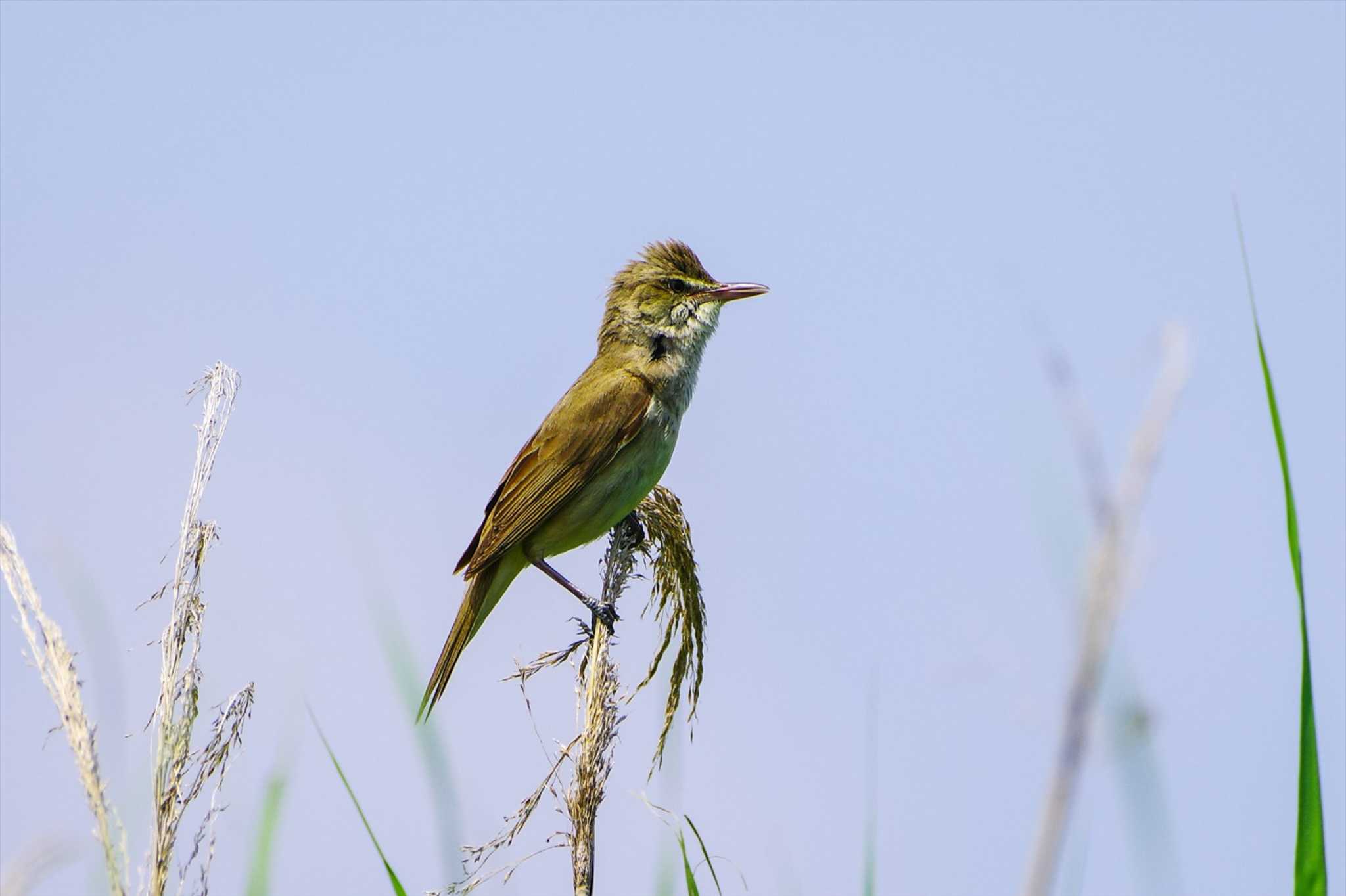 Oriental Reed Warbler