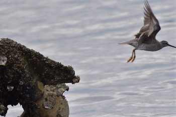 2023年5月28日(日) 野島公園の野鳥観察記録