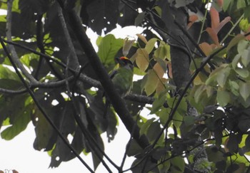 Golden-throated Barbet Phia Oac National Park Wed, 5/3/2023