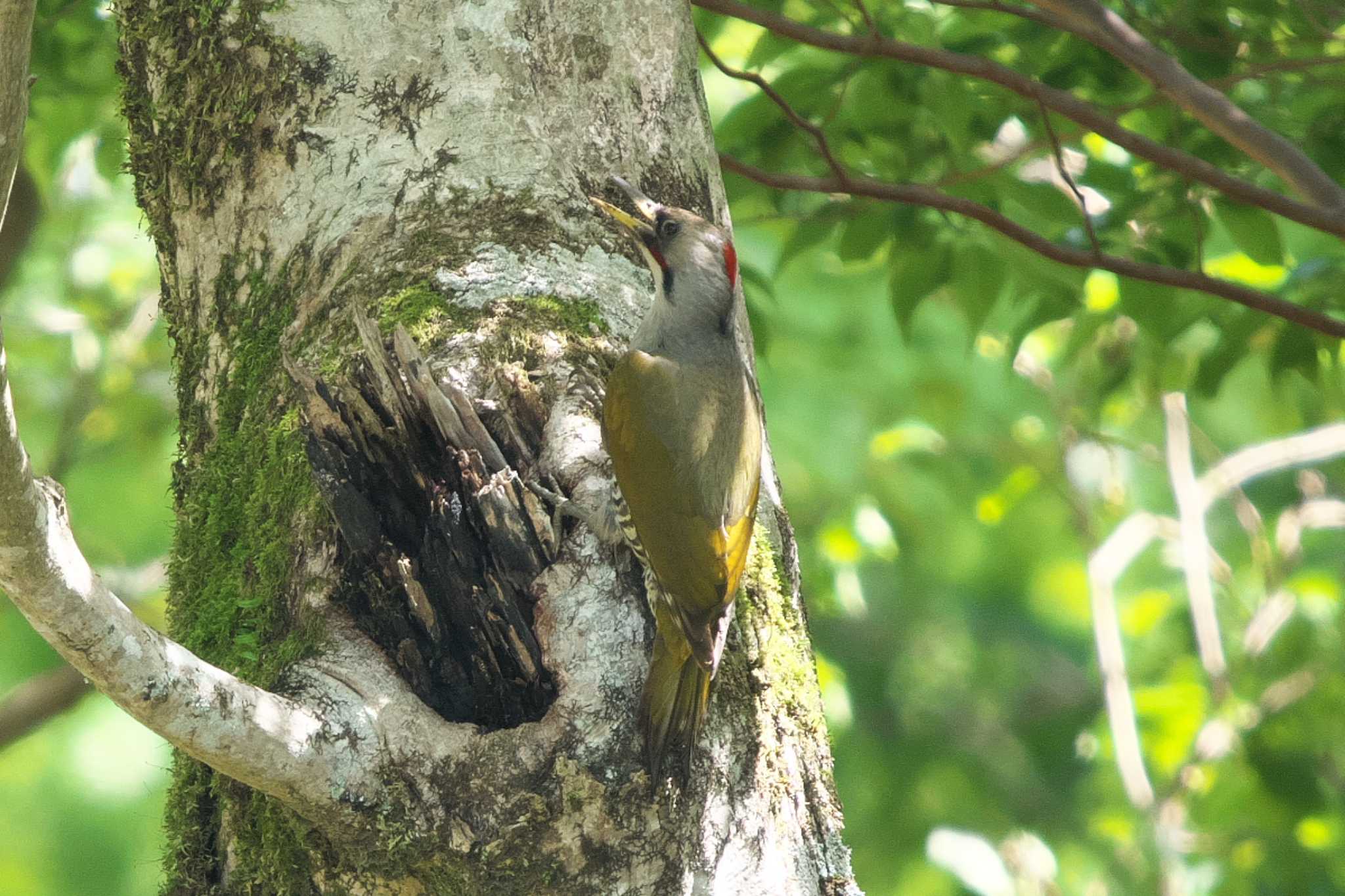 Japanese Green Woodpecker