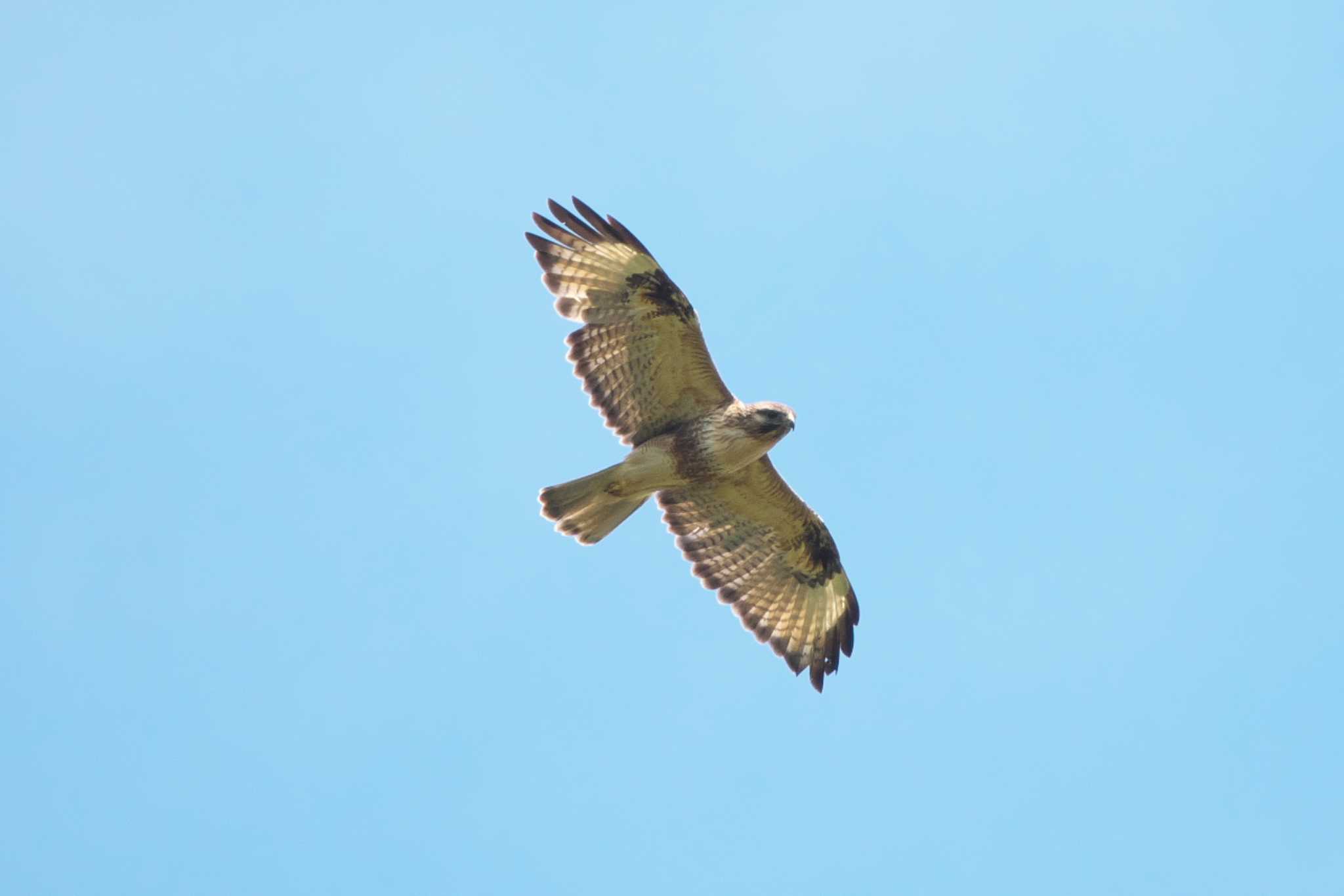 Eastern Buzzard