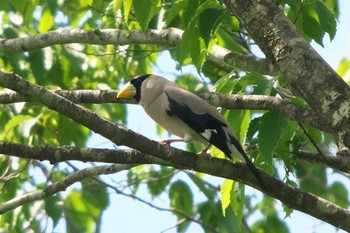 Thu, 6/8/2023 Birding report at 富士山須山口登山歩道