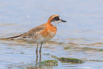 Siberian Sand Plover 加古川河口 Thu, 5/18/2023